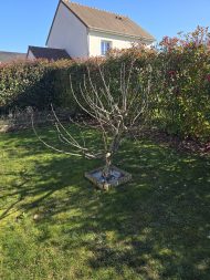 Jardin 2026-03-02 (2)